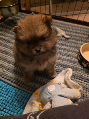 Les chiots de Spitz allemand