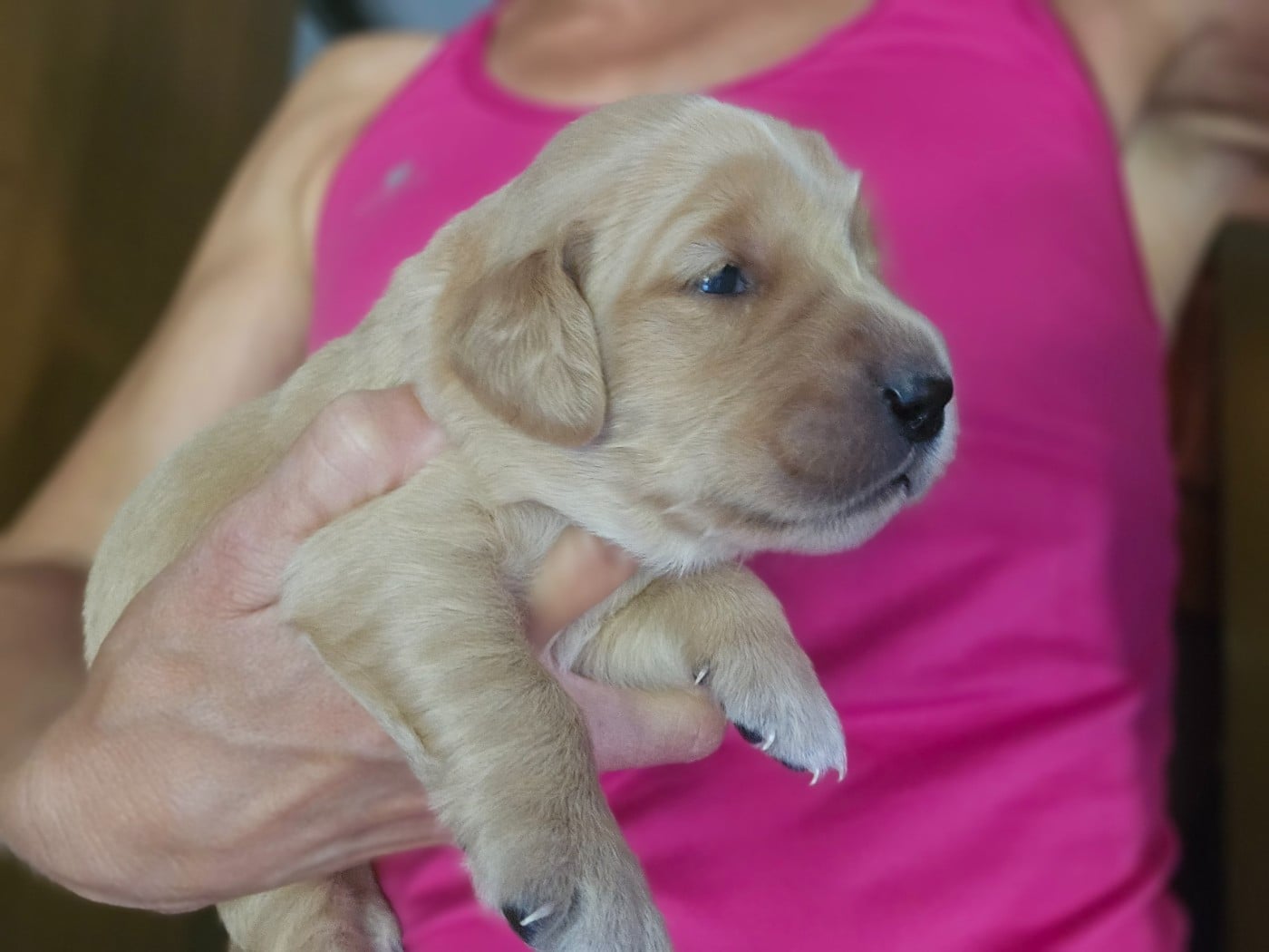 Chiot N°8 - Golden Retriever