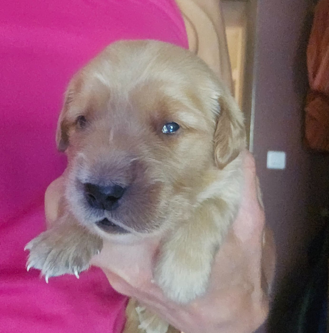 Chiot N°3 - Golden Retriever