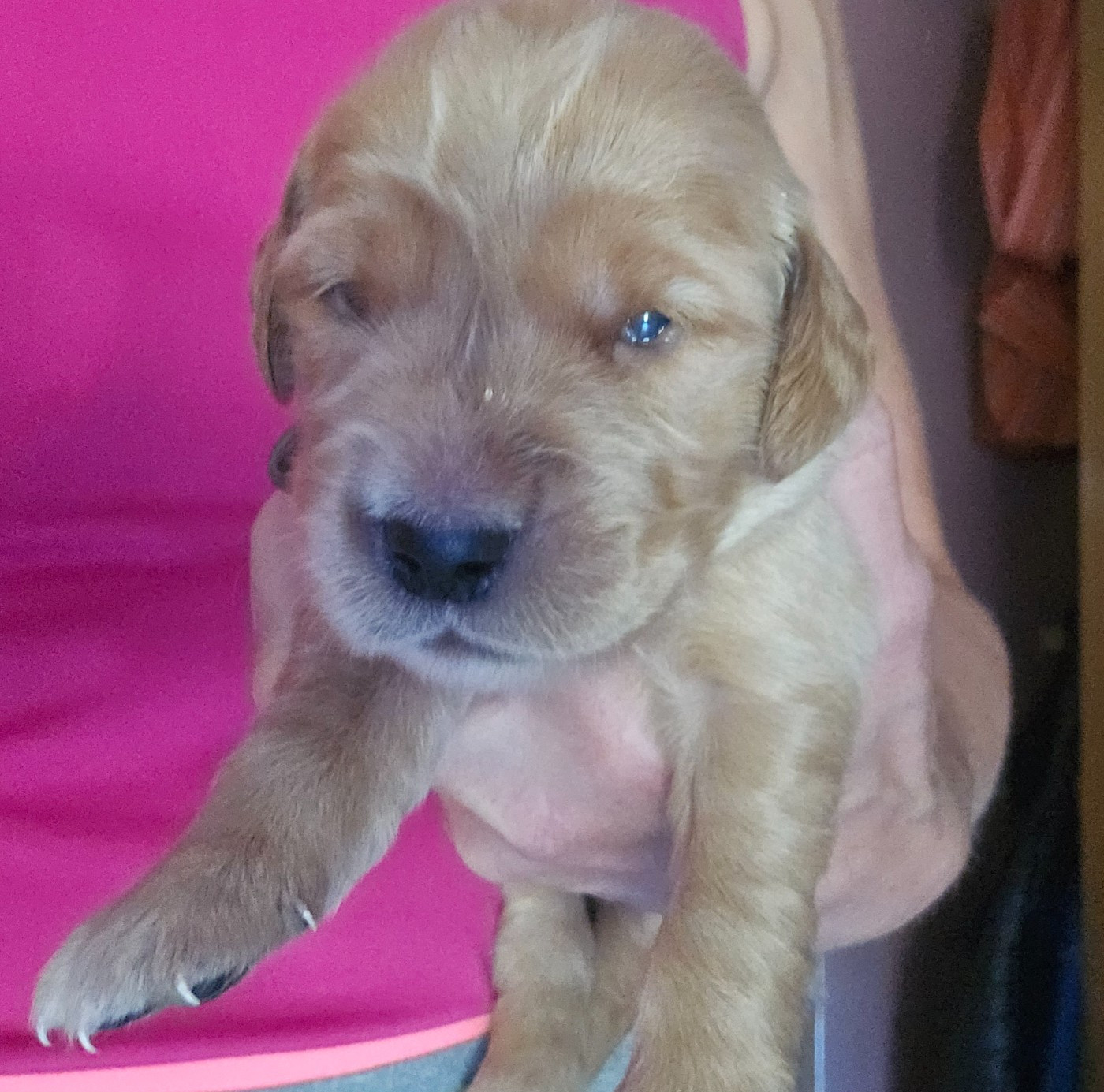 Chiot N°9 - Golden Retriever