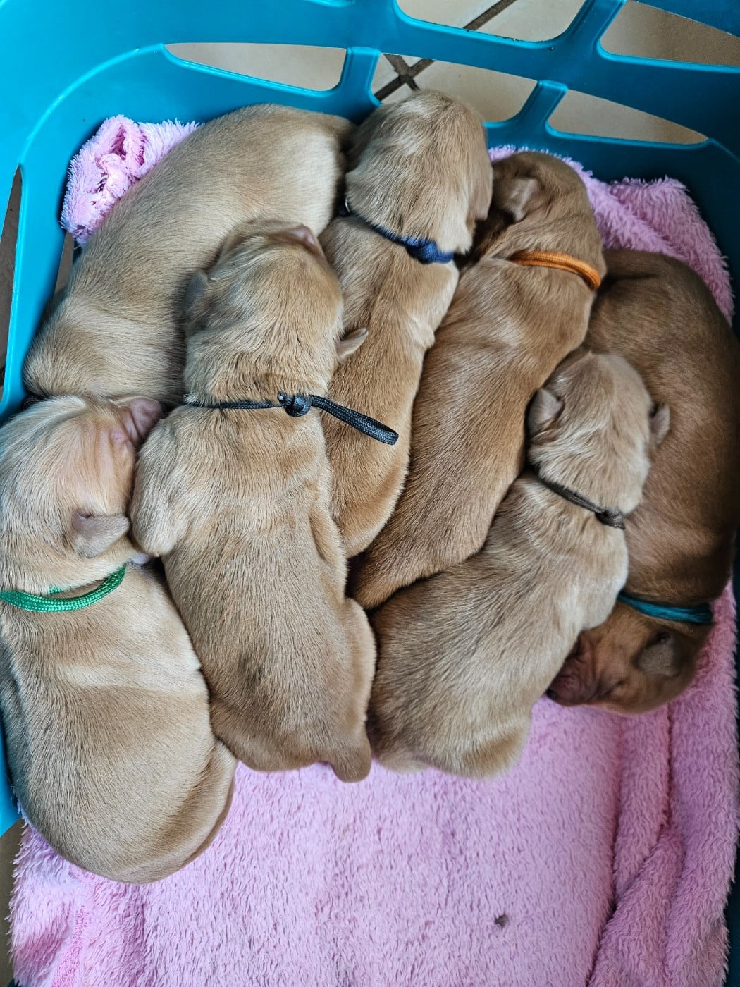 Golden Retriever - Des Fields D'Austrasie