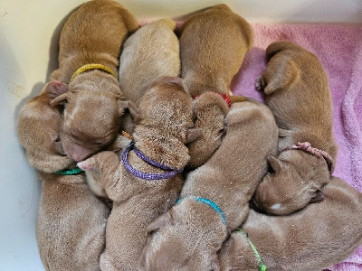 Les chiots de Golden Retriever