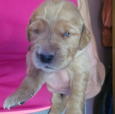 Les chiots de Golden Retriever