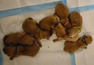 Les chiots de Golden Retriever