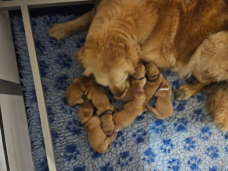 Golden Retriever - Des Fields D'Austrasie