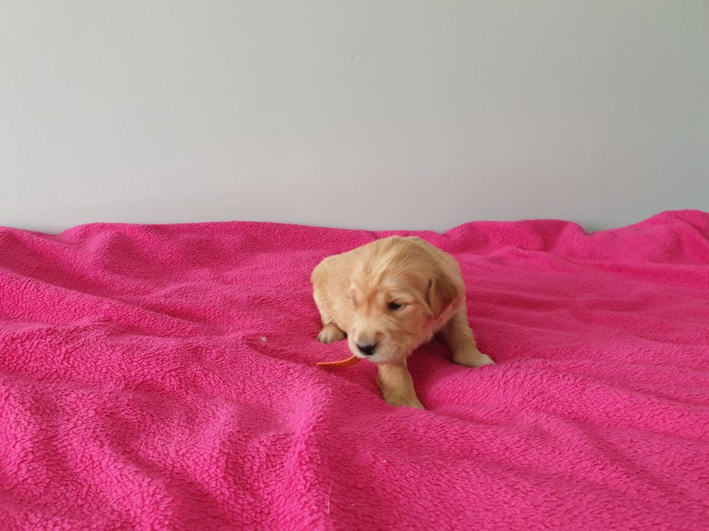 CHIOT - Golden Retriever
