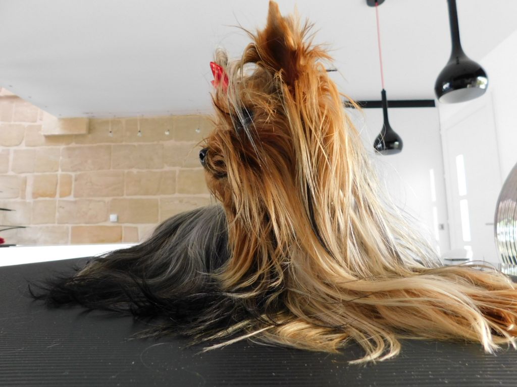 Publication : Des Songes De Nathy's Auteur : Nathalie GERMES