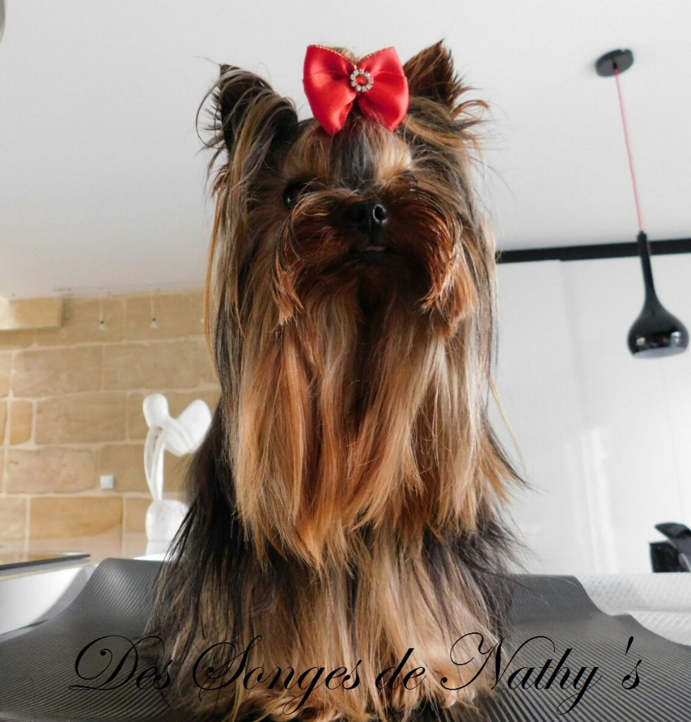 Publication : Des Songes De Nathy's Auteur : Nathalie GERMES