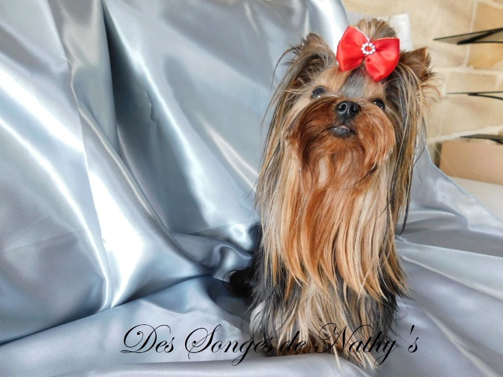 Publication : Des Songes De Nathy's Auteur : Nathalie GERMES