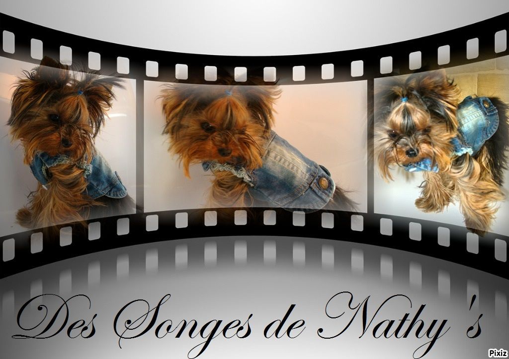 Publication : Des Songes De Nathy's Auteur : Nathalie GERMES