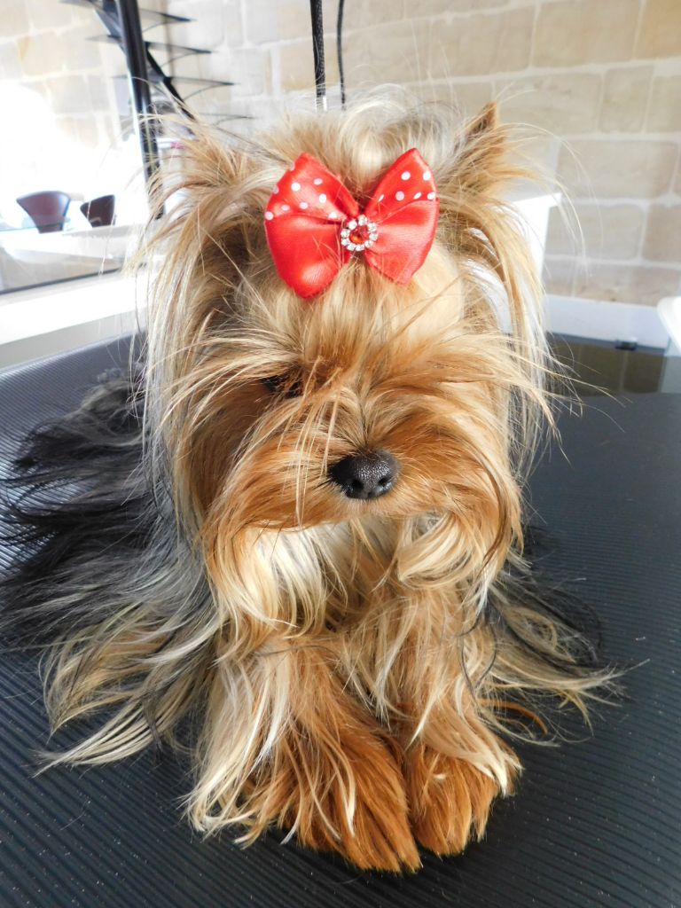 Publication : Des Songes De Nathy's Auteur : Nathalie GERMES