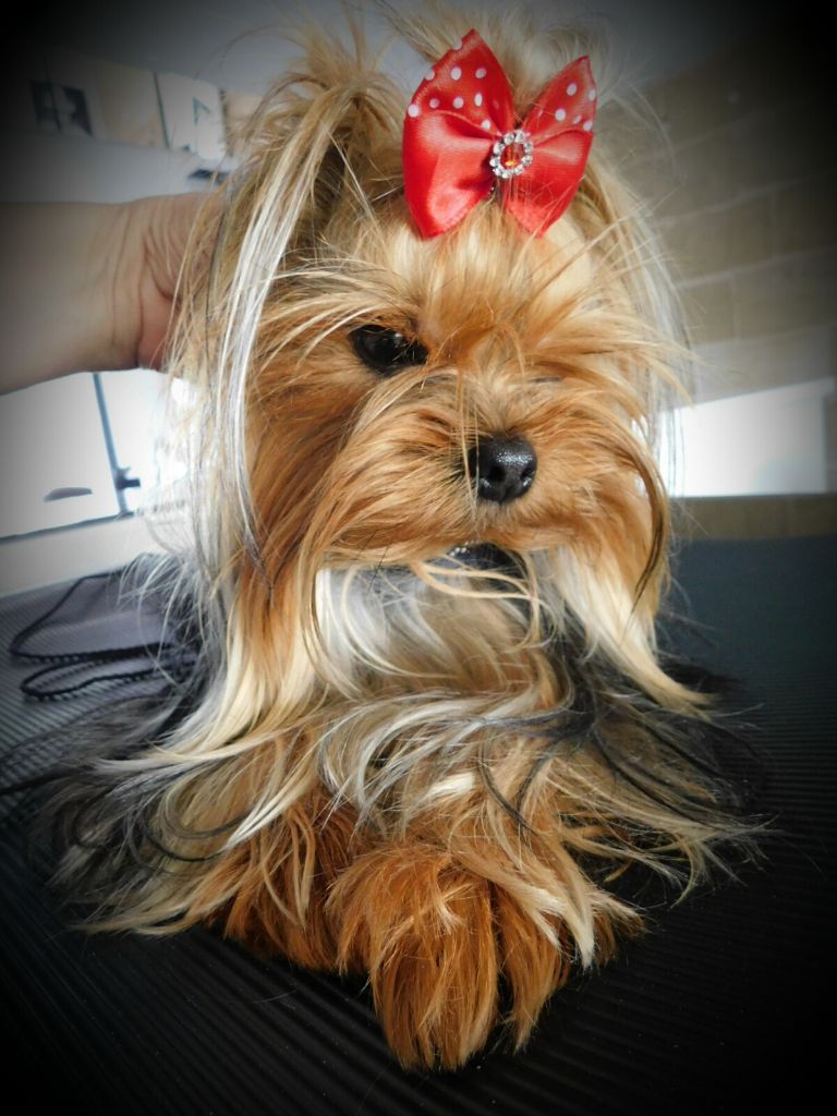 Publication : Des Songes De Nathy's Auteur : Nathalie GERMES