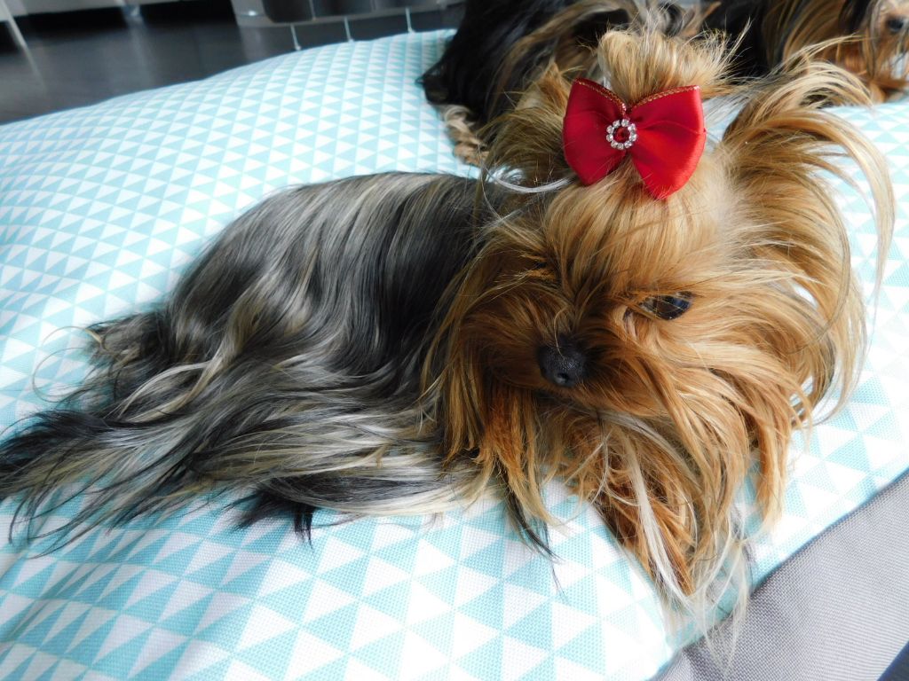 Publication : Des Songes De Nathy's Auteur : Nathalie GERMES