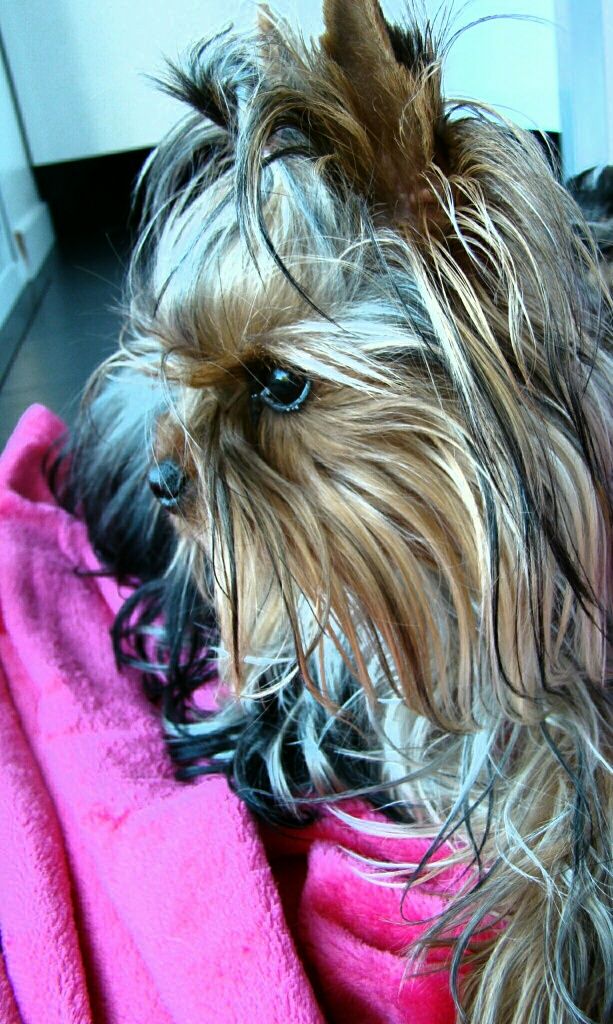 Publication : Des Songes De Nathy's Auteur : Nathalie GERMES