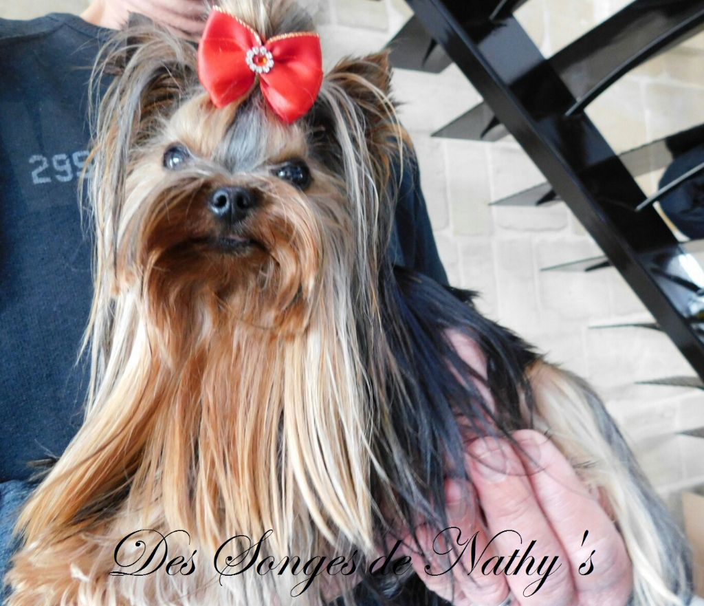 Publication : Des Songes De Nathy's Auteur : Nathalie GERMES