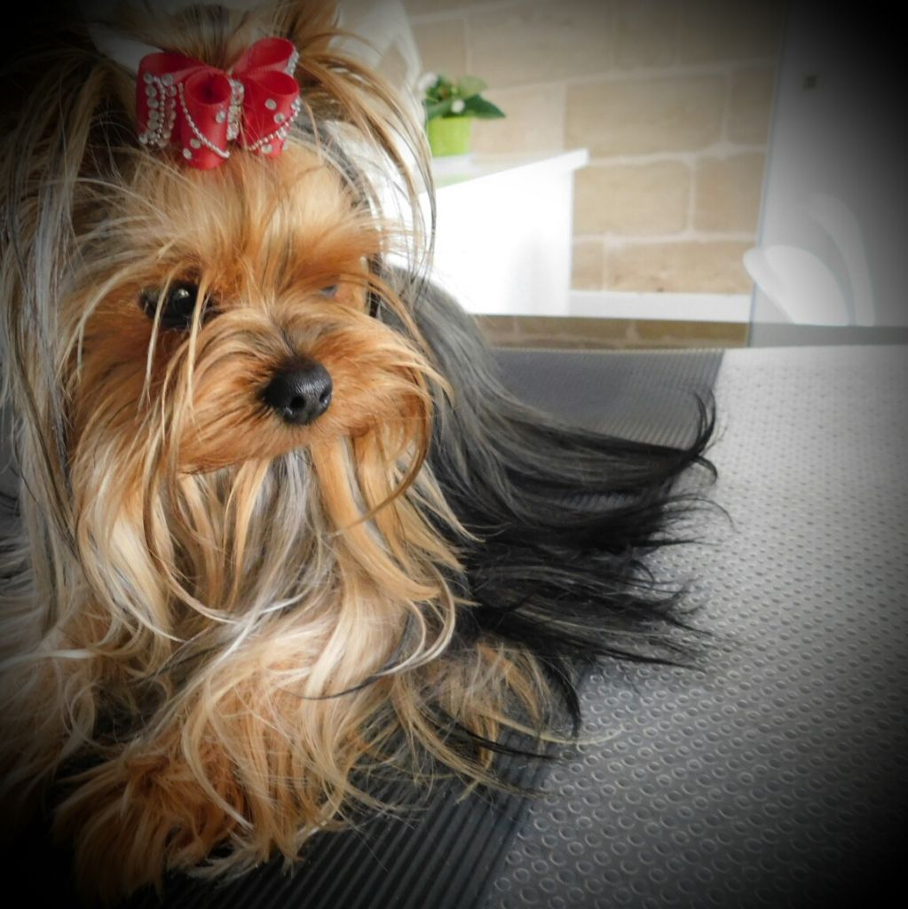 Publication : Des Songes De Nathy's Auteur : Nathalie GERMES