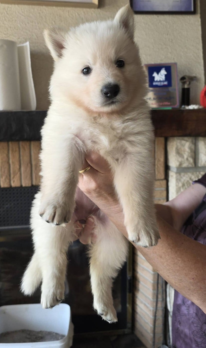 Collier Rouge - Berger Blanc Suisse
