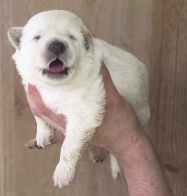 Collier Orange - Berger Blanc Suisse