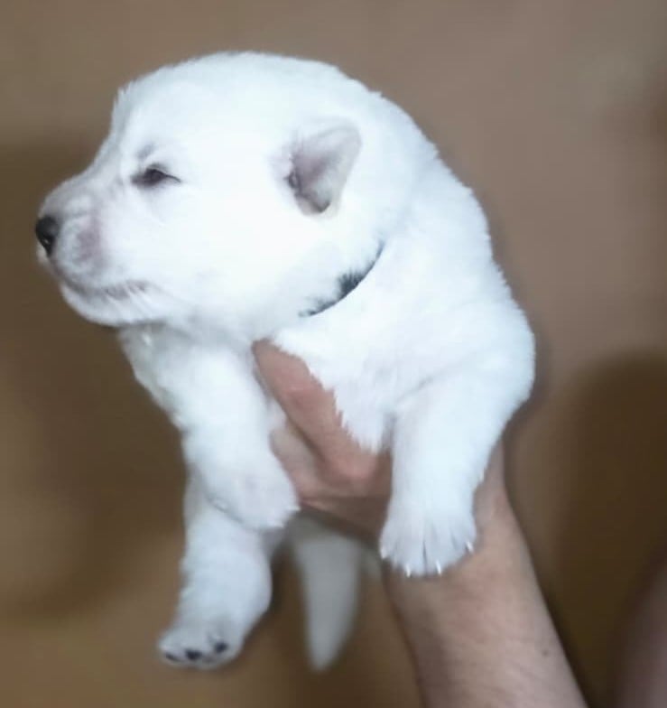 Collier Noir - Berger Blanc Suisse