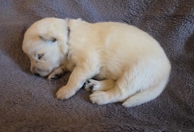 Les chiots de Berger Blanc Suisse