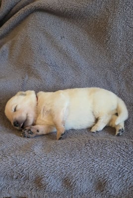Les chiots de Berger Blanc Suisse