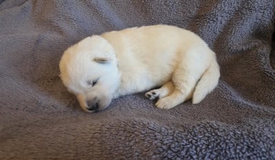 Les chiots de Berger Blanc Suisse