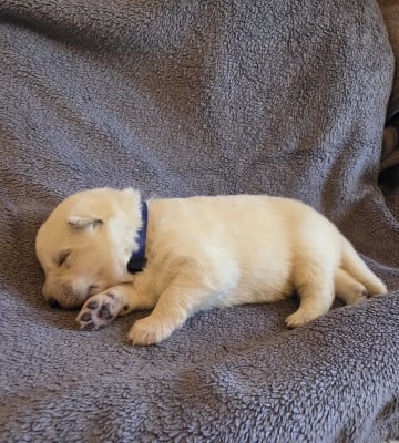 Les chiots de Berger Blanc Suisse