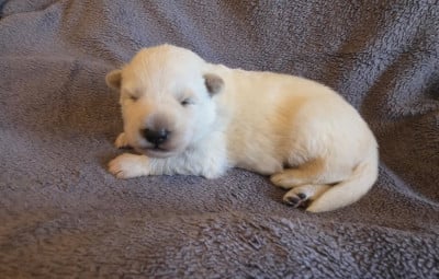 Les chiots de Berger Blanc Suisse