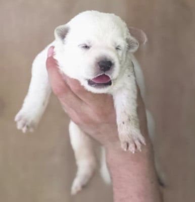 Les chiots de Berger Blanc Suisse