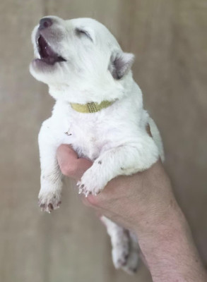 Les chiots de Berger Blanc Suisse