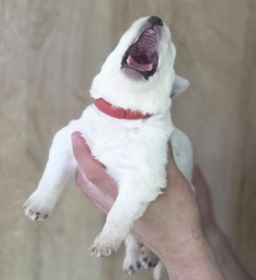 Les chiots de Berger Blanc Suisse