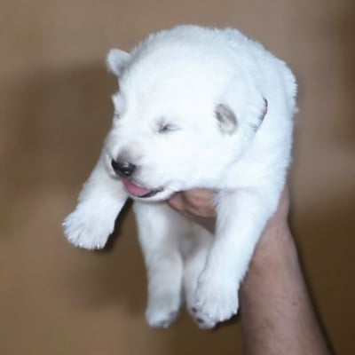 Les chiots de Berger Blanc Suisse