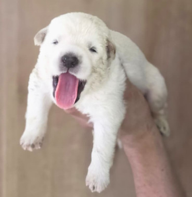 Les chiots de Berger Blanc Suisse