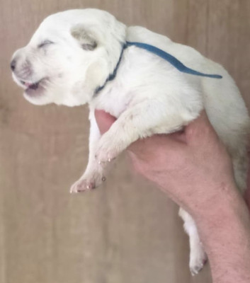 Les chiots de Berger Blanc Suisse