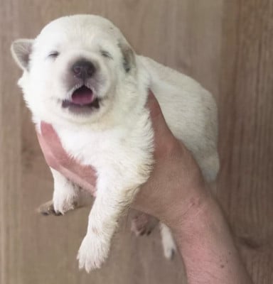 Les chiots de Berger Blanc Suisse