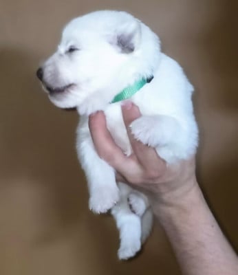 Les chiots de Berger Blanc Suisse