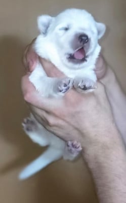 Les chiots de Berger Blanc Suisse