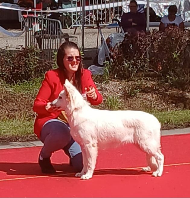 Veni vidi vici Des Blancs De La Pierre Lune - 1er Très Prometteur - BOB Puppy