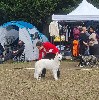 Te fiti Des Blancs De La Pierre Lune - 1er Très Prometteur - BOB Puppy