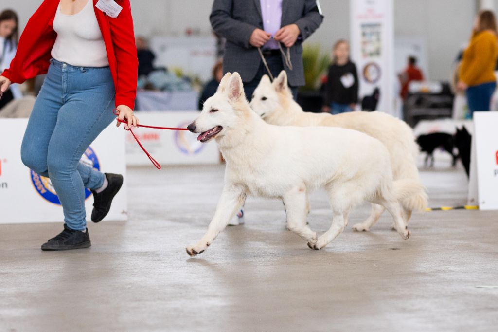 Veni vidi vici Des Blancs De La Pierre Lune - 2ème Excellent