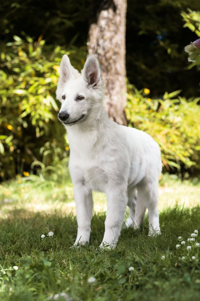 Veni vidi vici Des Blancs De La Pierre Lune - 1er Très Prometteur