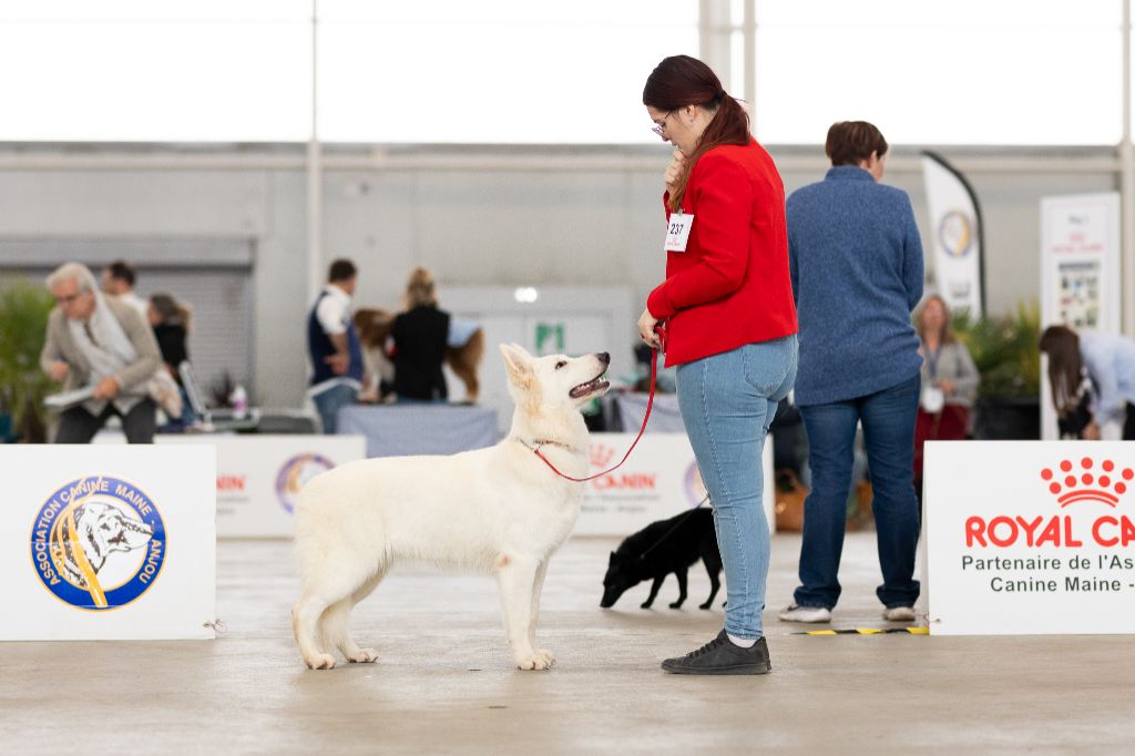 Veni vidi vici Des Blancs De La Pierre Lune - 2ème Excellent