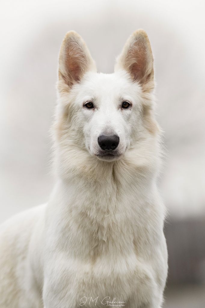 Veni vidi vici Des Blancs De La Pierre Lune - 1er Excellent