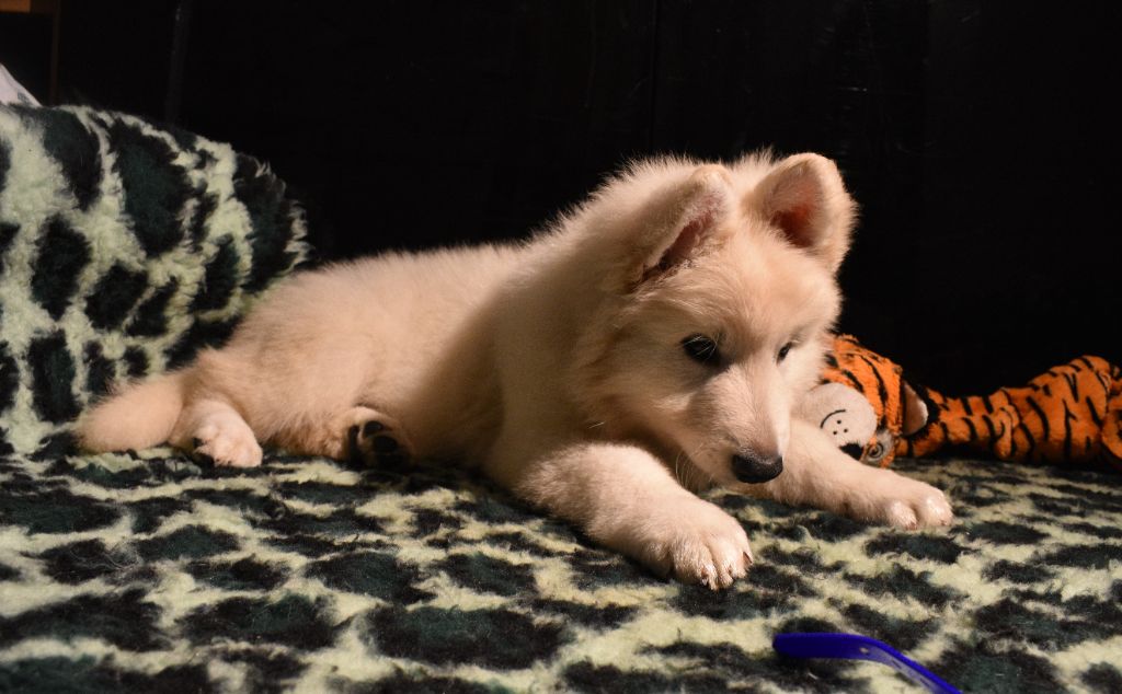 Chiot Elevage Des Flancs De Guadeloupe eleveur de chiens Berger Blanc Suisse