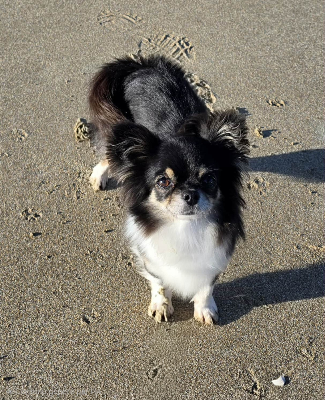 Publication : Du Manoir Du Vauclair