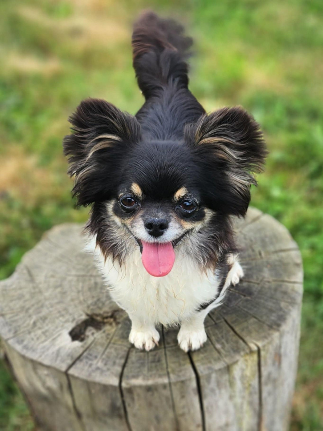 Publication : Du Manoir Du Vauclair