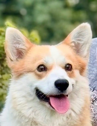 Ultima k-pop De Jaykay Land