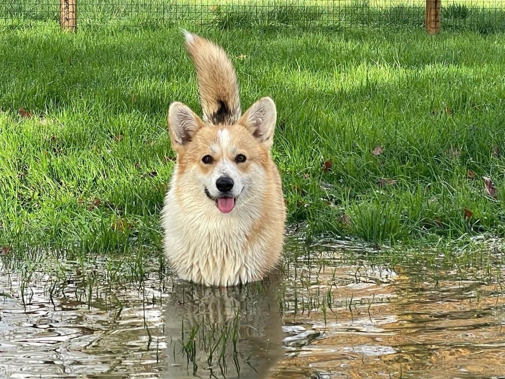 Ultima k-pop De Jaykay Land