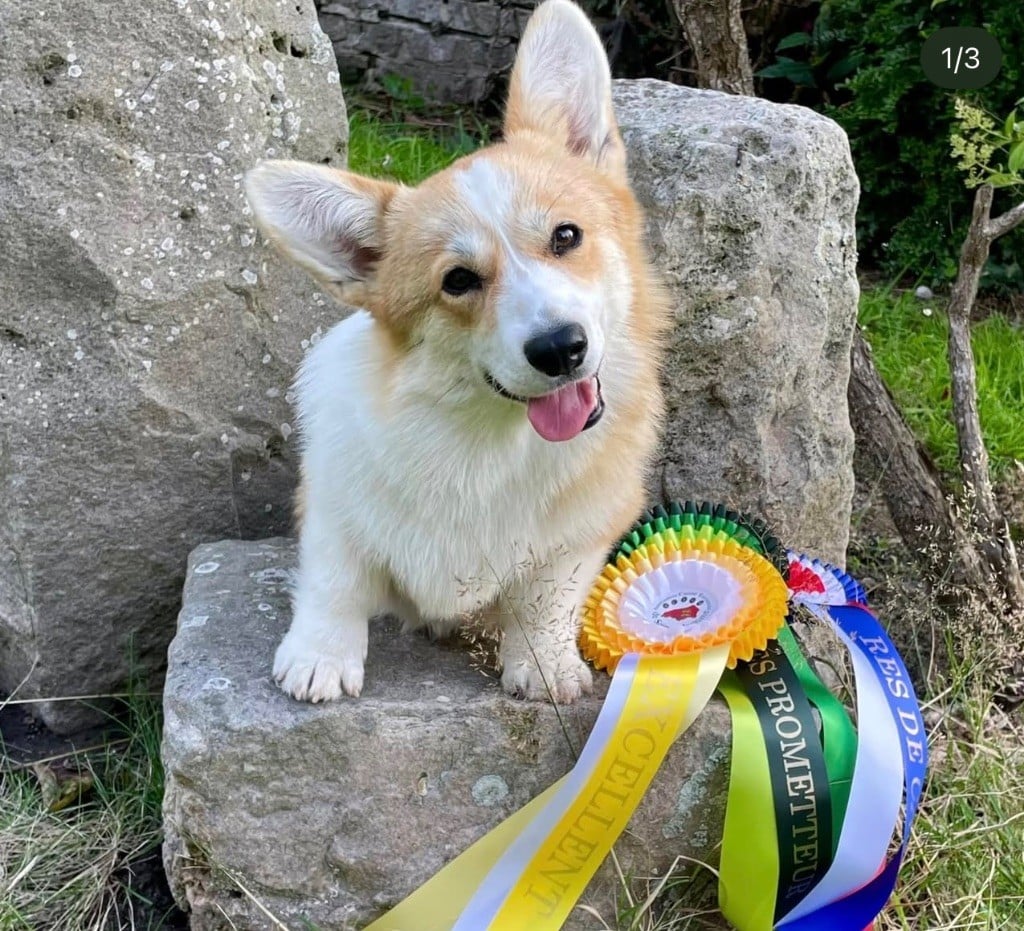 Ultima k-pop De Jaykay Land