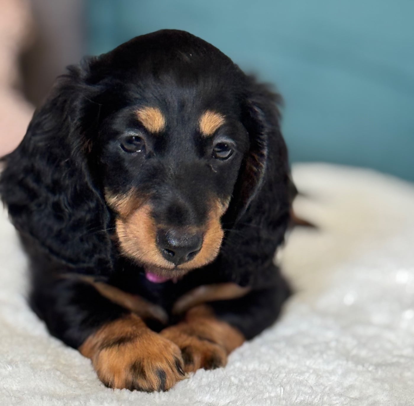 BONNIE